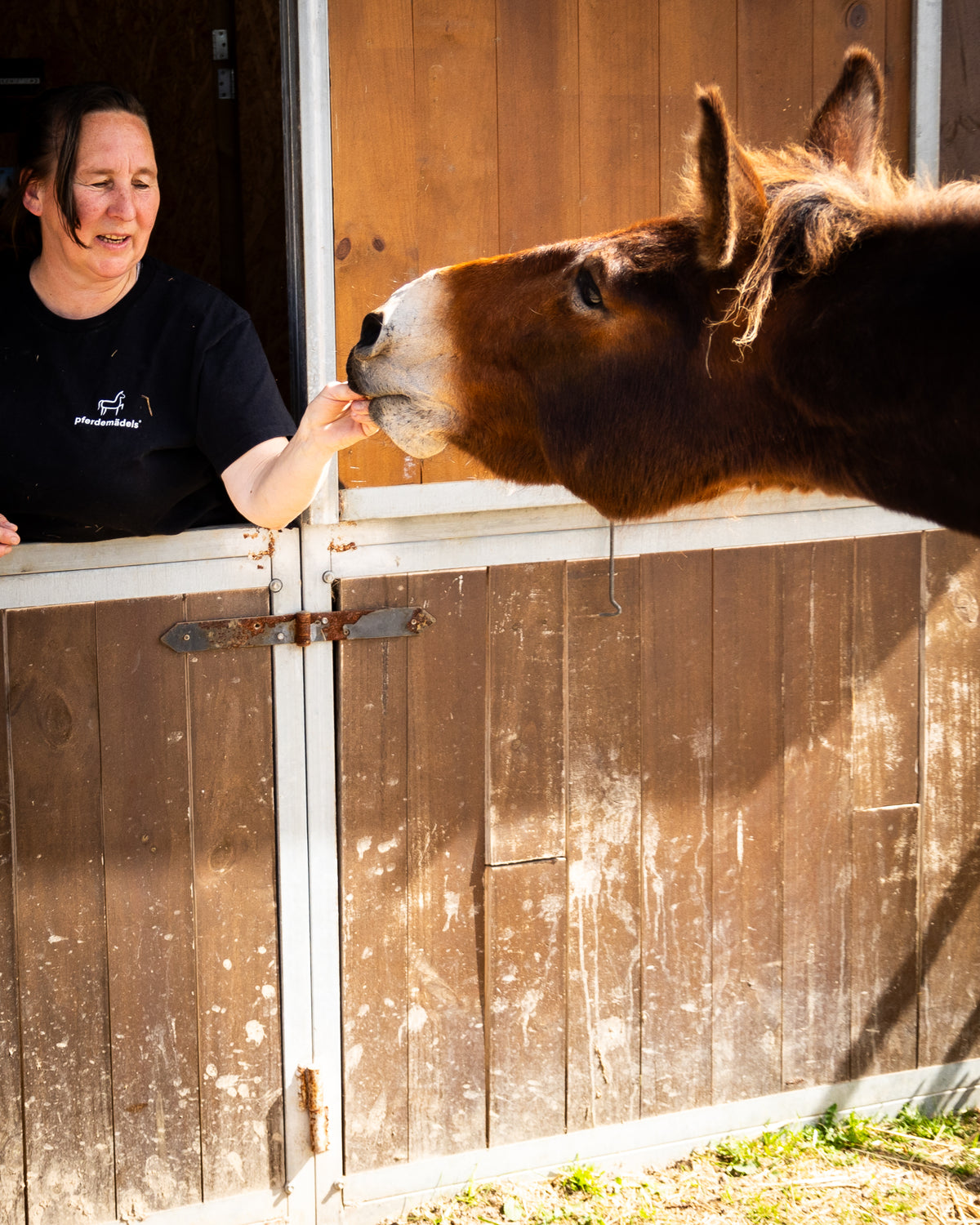 Asesoramiento nutricional Light para tu caballo